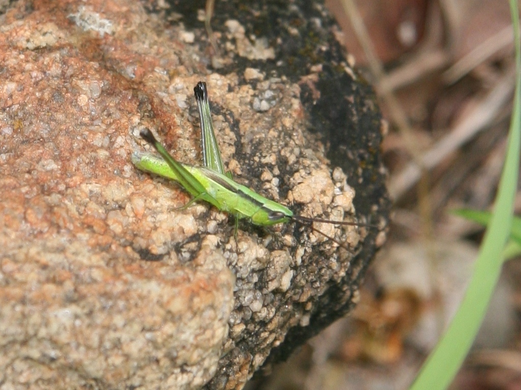 Orthochtha coeruleipes
