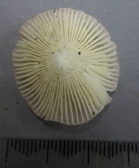 Russula roseopileata