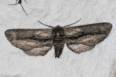 Holochroa dissociarius