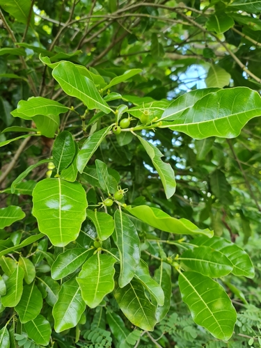 Gardenia rutenbergiana