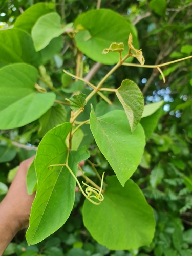 Ampelocissus elephantina