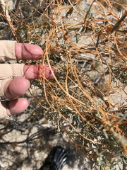 Cuscuta psorothamnensis