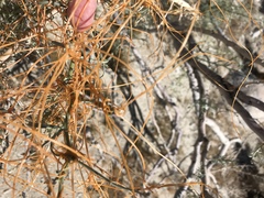 Cuscuta psorothamnensis