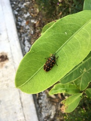 Mahanarva costaricensis