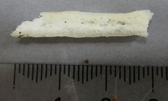 Russula roseopileata