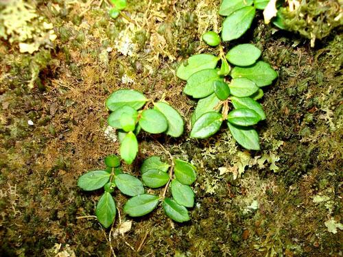 Image of Sarmienta scandens by (c) Hector Montero, some rights reserved (CC BY)