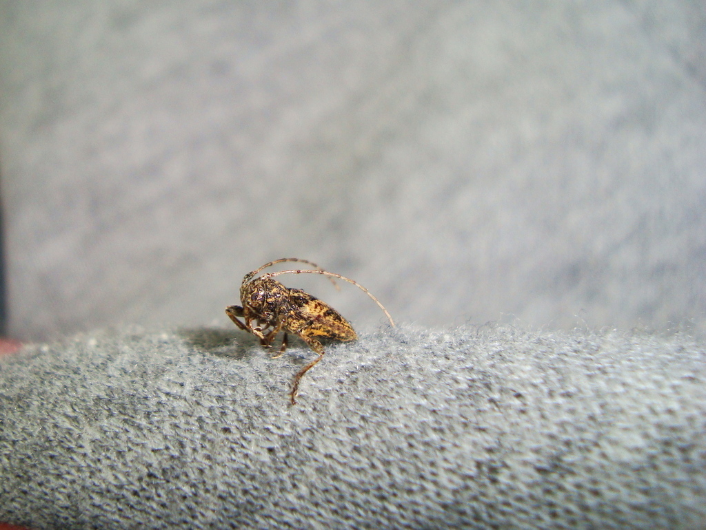 Aconopteroides laevipennis