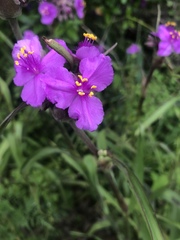 Tradescantia gigantea