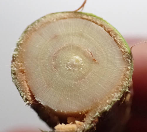 Phytobia cerasiferae