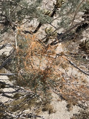 Cuscuta psorothamnensis
