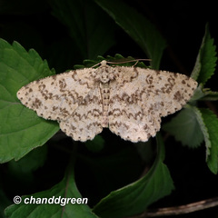 Ophthalmitis herbidaria