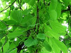 Schisandra chinensis