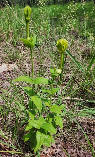 Ceropegia filipendula