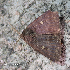 Hypersypnoides submarginata