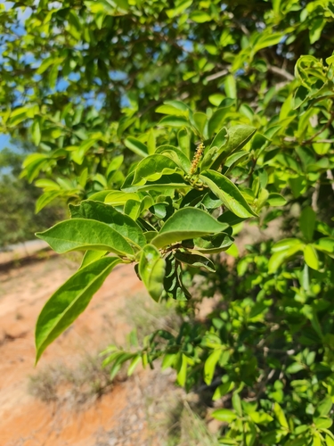 Antidesma madagascariense