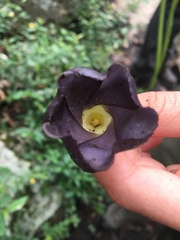 Mandevilla veraguasensis