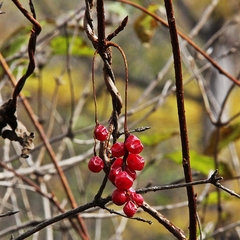 Schisandra chinensis