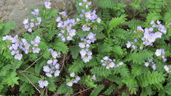 Polemonium pulcherrimum delicatum