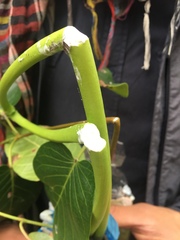 Mandevilla veraguasensis