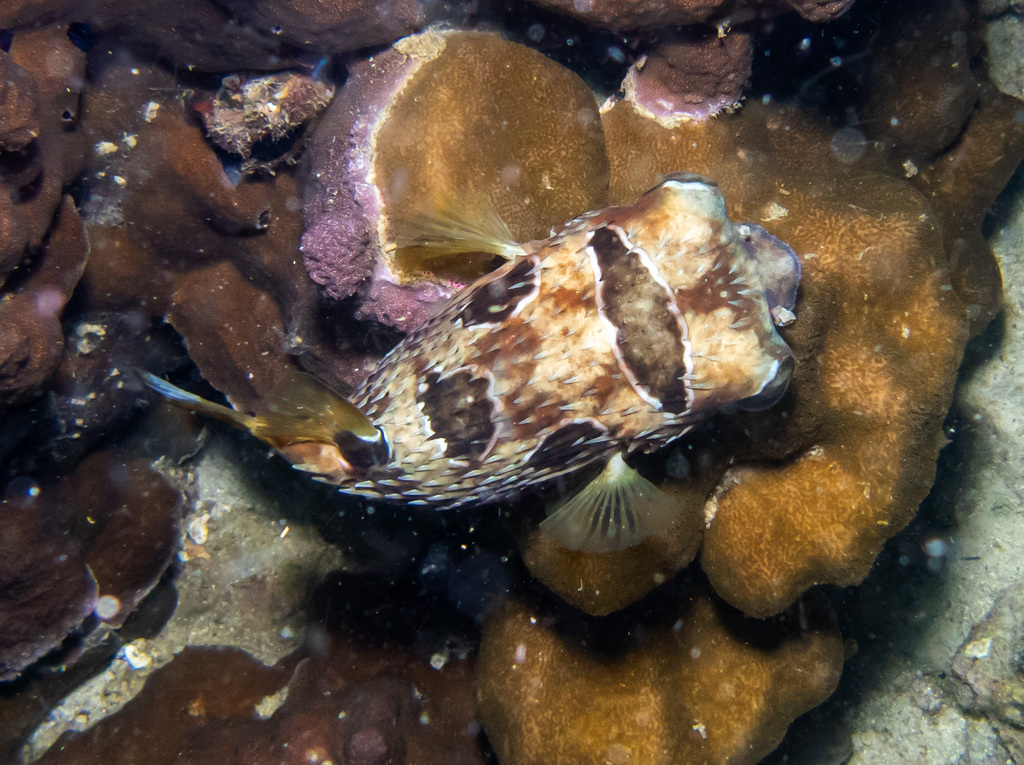 Black-blotched porcupinefish