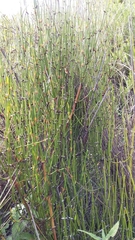 Ephedra americana