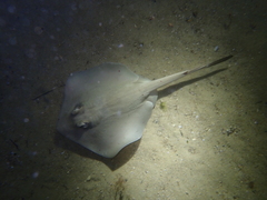 Trygonoptera personata