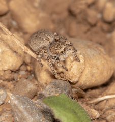 Aelurillus cretensis