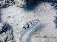Coris schroederii