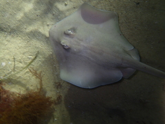 Trygonoptera personata