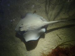 Trygonoptera personata