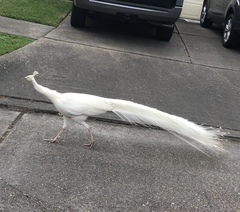 Pavo cristatus × muticus