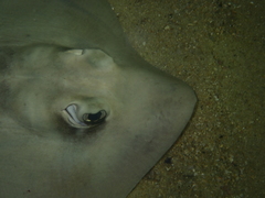 Trygonoptera personata