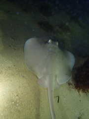 Trygonoptera personata