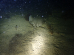 Trygonoptera personata