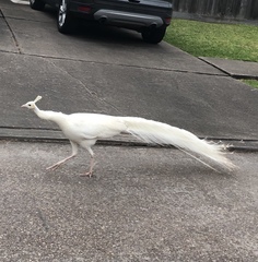 Pavo cristatus × muticus