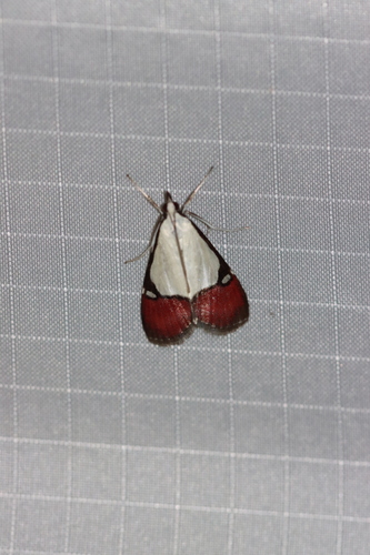 Viettessa margaritalis