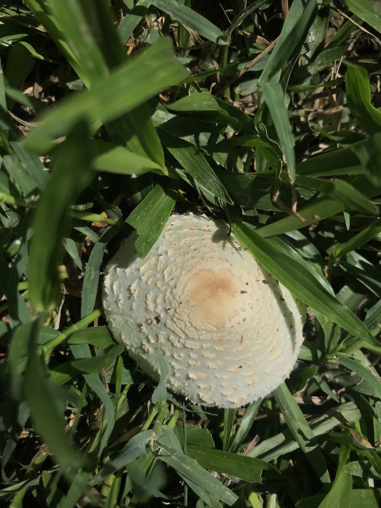 Chlorophyllum hortense · December 2023 · photo: © tutitah (iNaturalist, cc0)