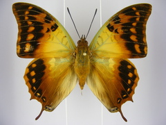 Charaxes candiope