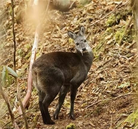 Himalayan Musk Deer (Moschus leucogaster) · iNaturalist