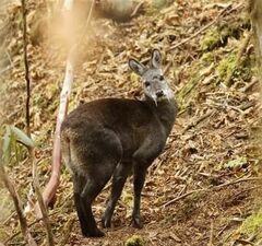 Himalayan Musk Deer photo 1