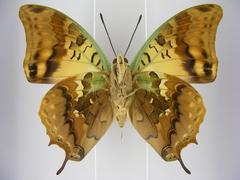 Charaxes candiope