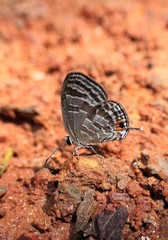 Jamides celeno aelianus