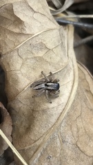 Asianellus