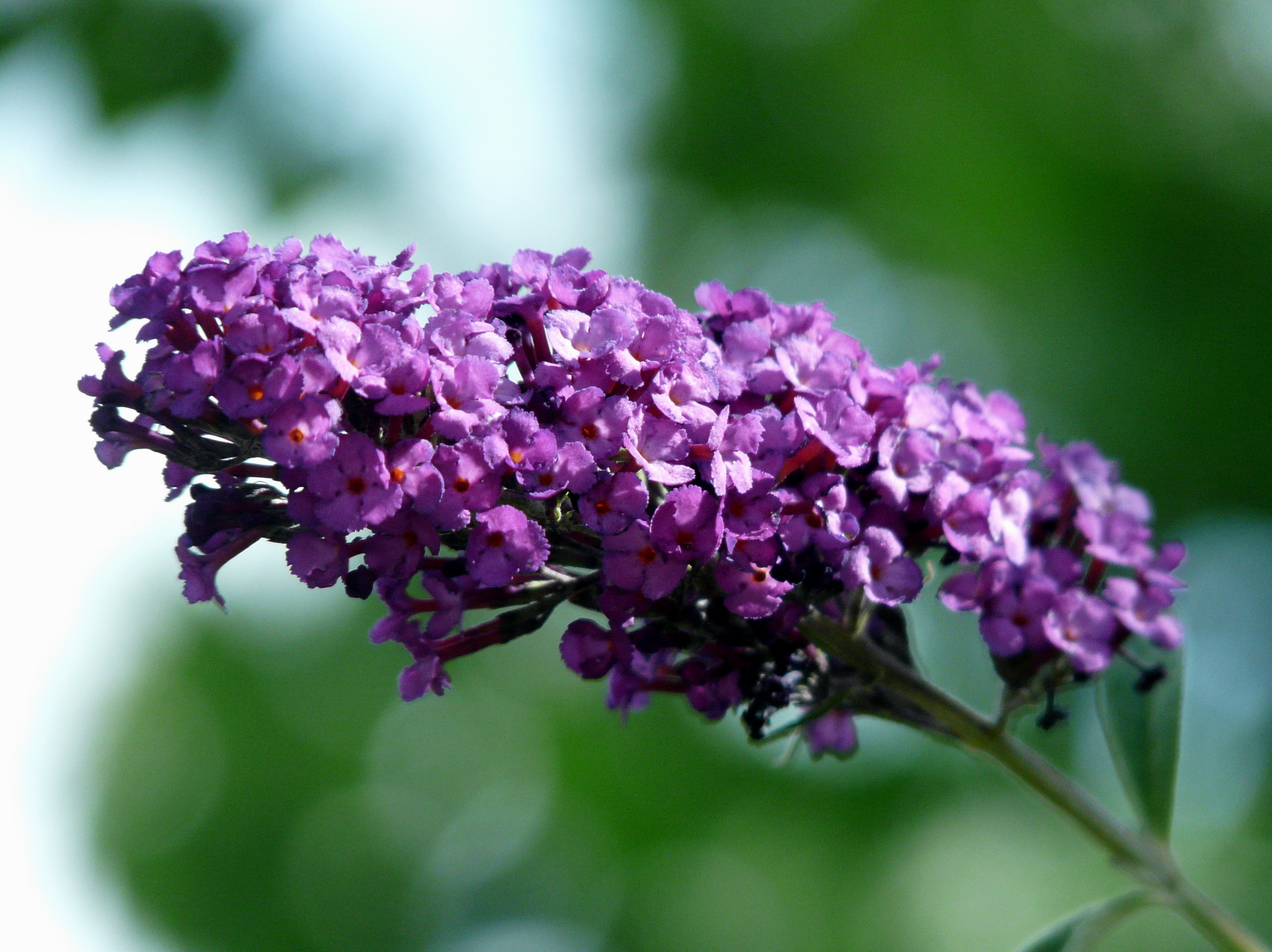 Buddleja