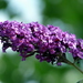 Butterfly Bushes and Allies - Photo (c) Salomé, some rights reserved (CC BY-NC-SA)