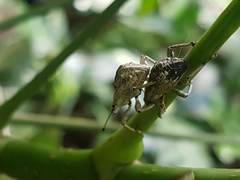 Dermatoxenus caesicollis