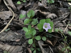 Oxalis
