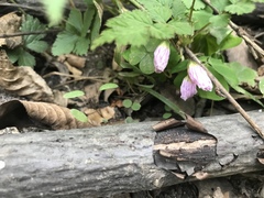Oxalis