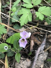 Oxalis