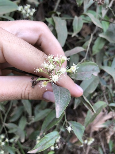 Baccharis quitensis observed 2023-12-02